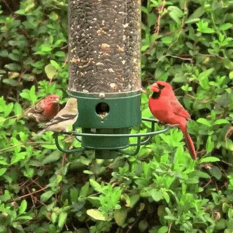 Anti-Squirrel Bird Feeder