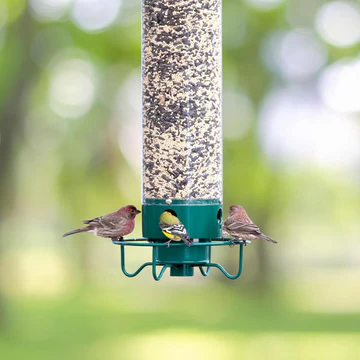 Anti-Squirrel Bird Feeder