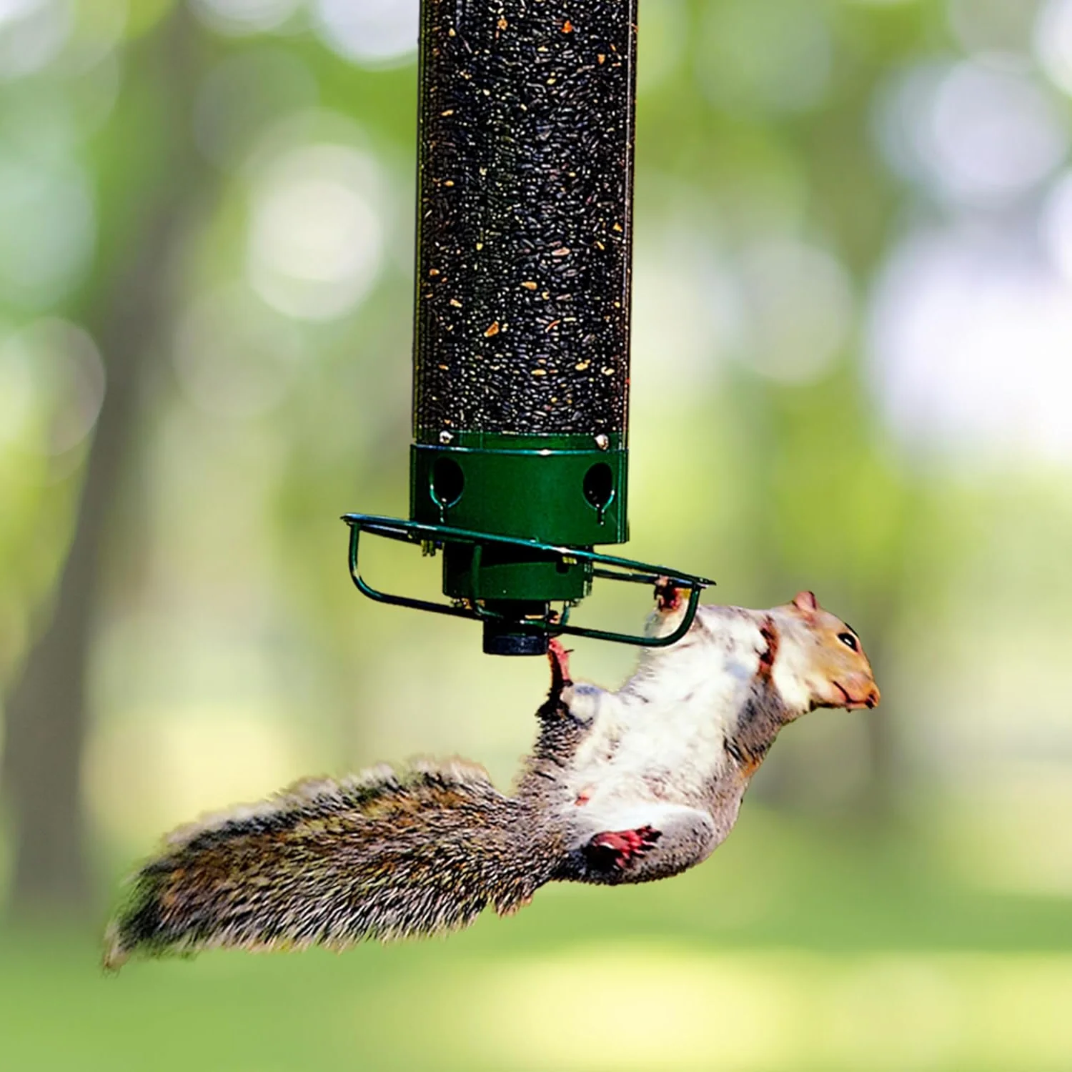 Anti-Squirrel Bird Feeder